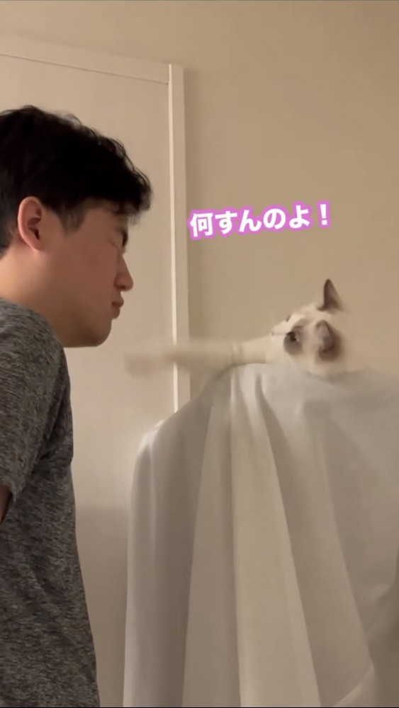 男性にパンチする猫