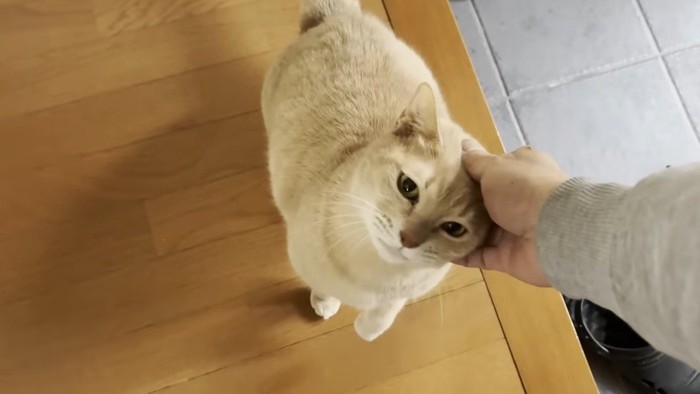 頭をなでなで