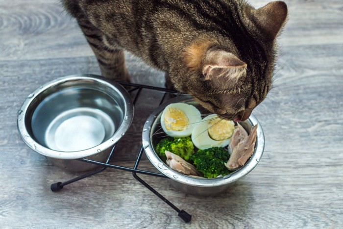 ささみを食べる猫