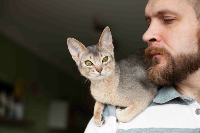 男性の肩にのる子猫