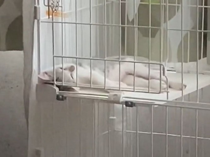 ケージの中で眠る子猫