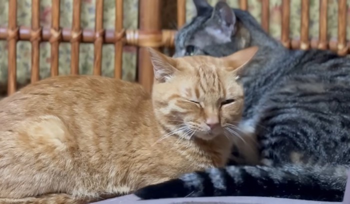 寄り添ってくつろぐ猫