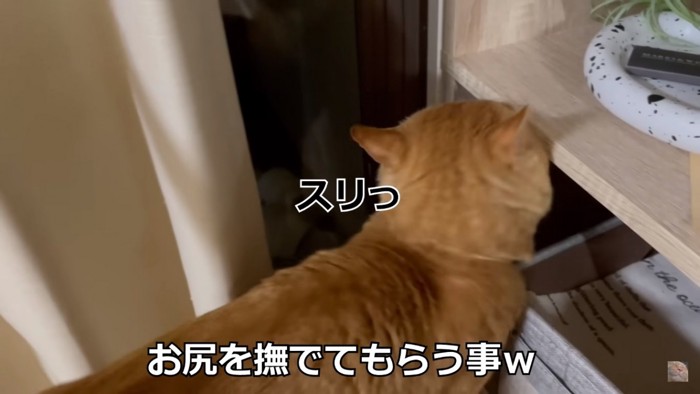 満足そうな猫