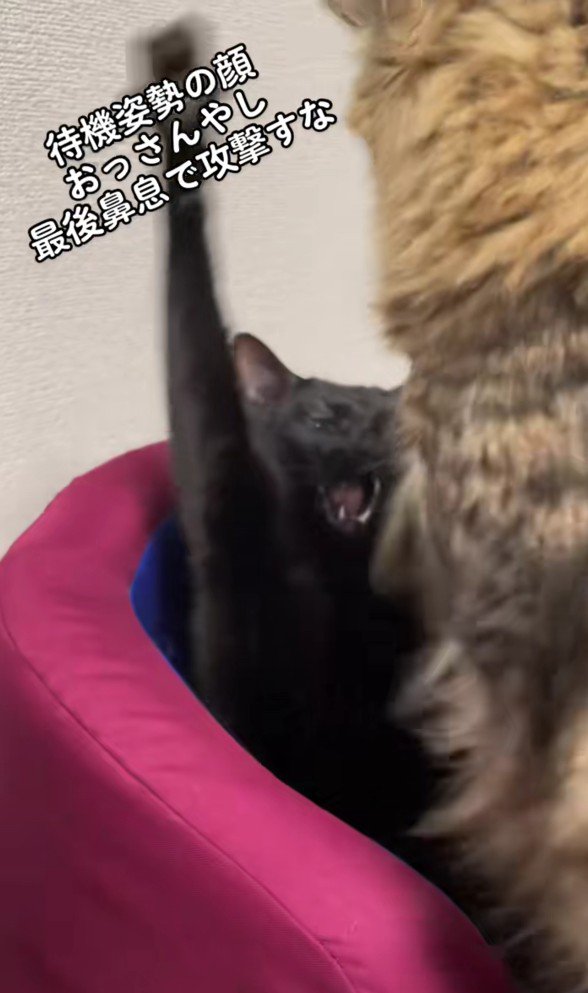 バトル中の2匹の猫