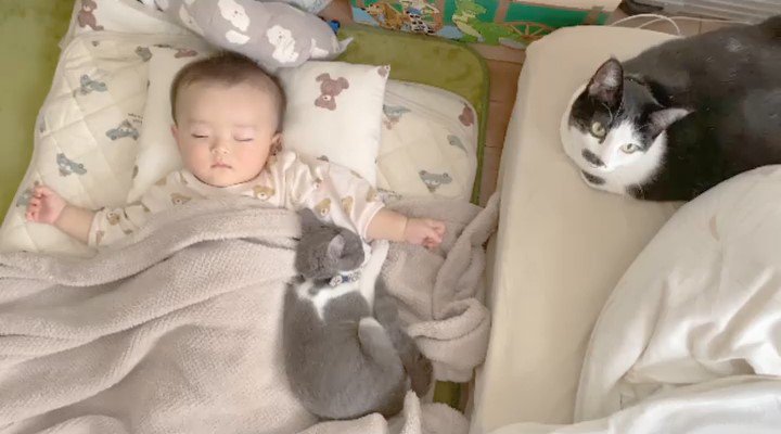 寝ている赤ちゃんと子猫