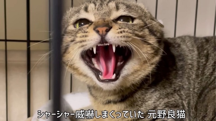 威嚇する猫