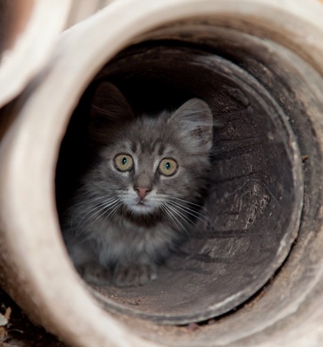 隠れる子猫