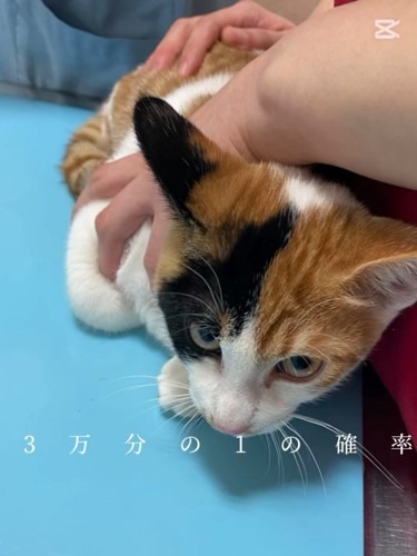 診察台に乗る子猫