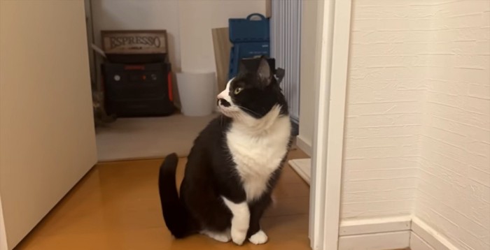 ドア前に座る猫