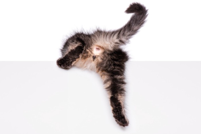 おしりを見せる猫