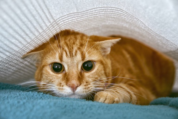 シーツの下に隠れている茶トラ猫