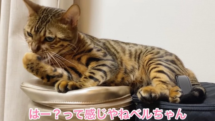 前足をなめる猫