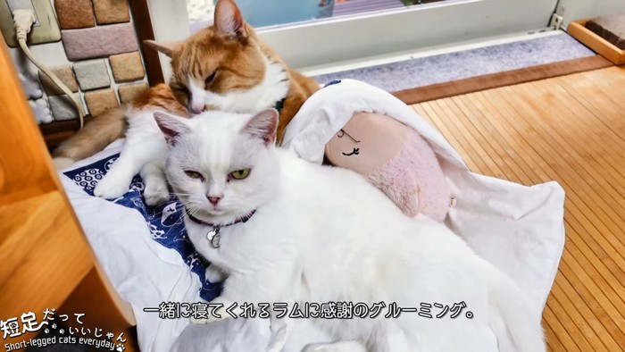 2匹の猫