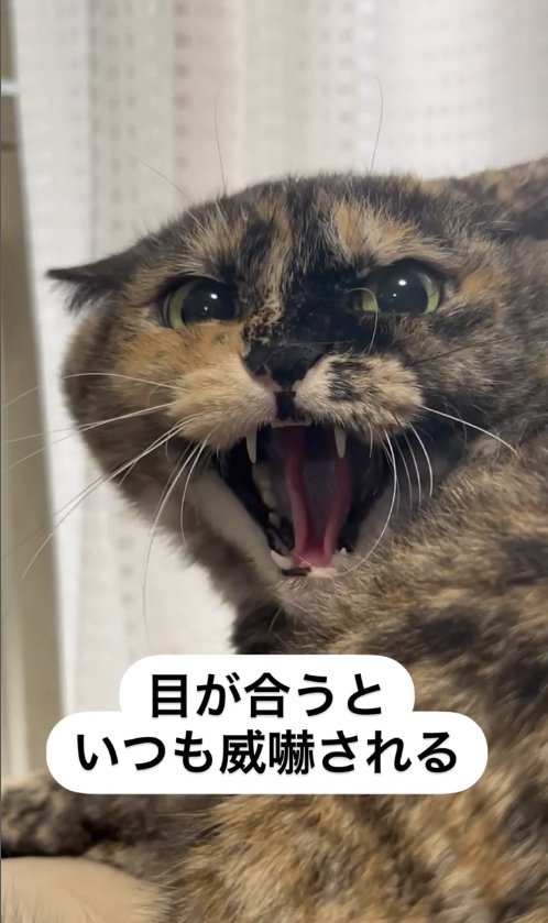 カーテンの前で威嚇するサビ猫