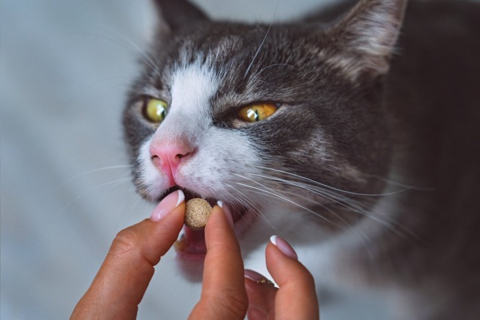 サプリメントを飲む猫