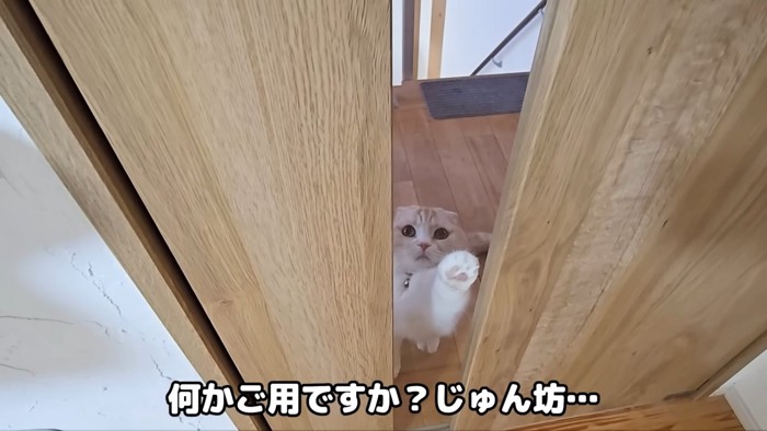 ドアのガラスをノックする猫