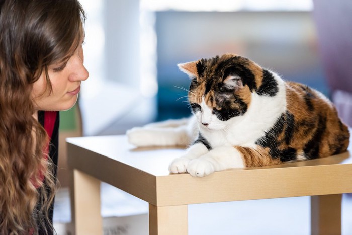 台の上で休んでいる猫を見つめる女性