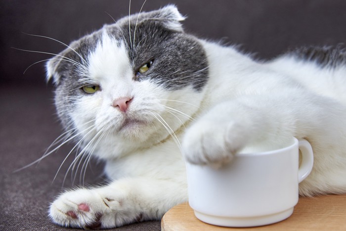 不機嫌な表情でカップの飲み口を前足で覆う猫