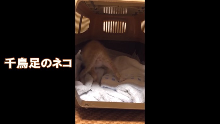 猫も千鳥足になる