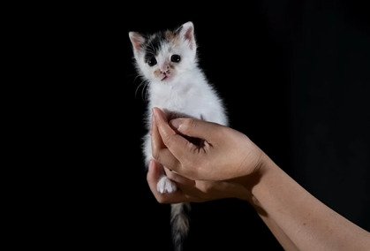 飼い主の手の中に座るいちえちゃん