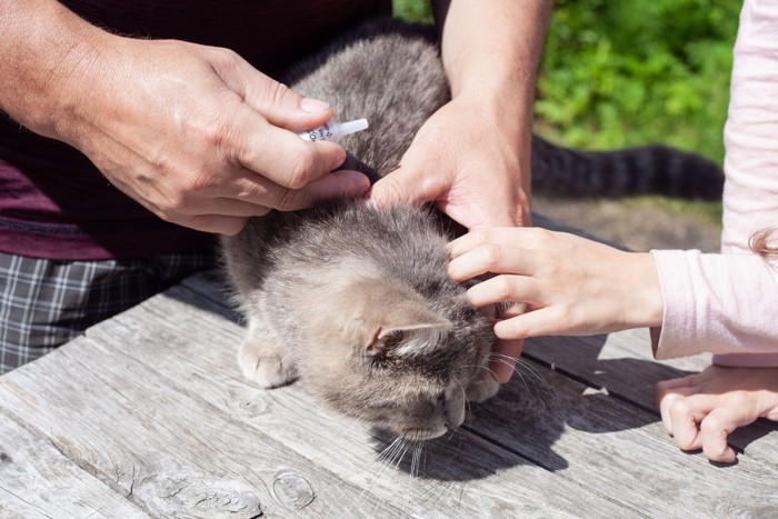 滴下薬を受ける猫