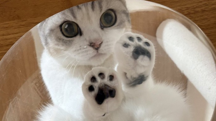 透明ボウルの中からじっと飼い主を見つめる猫