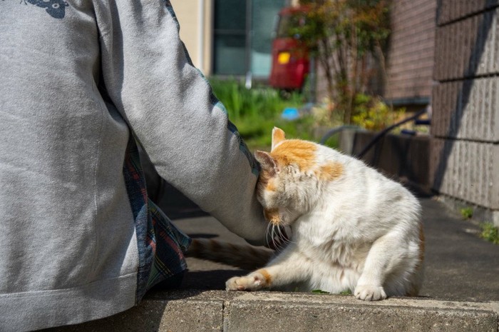 頭を擦り付ける猫