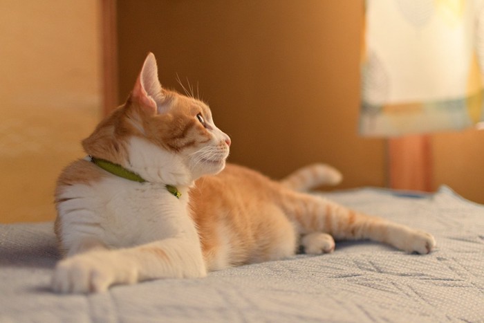横になってそっぽをむく猫