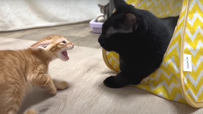威嚇する子猫と黒猫
