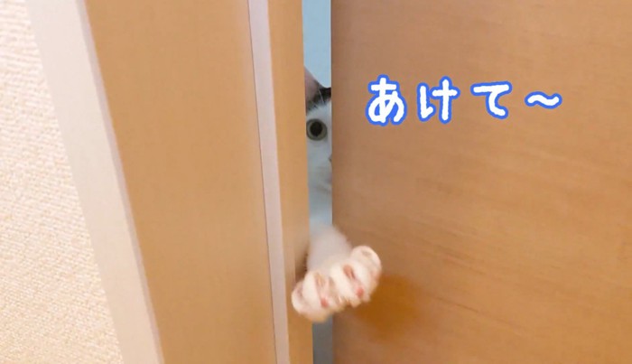扉のすき間から手を出す猫