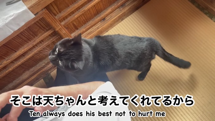 人を見る猫