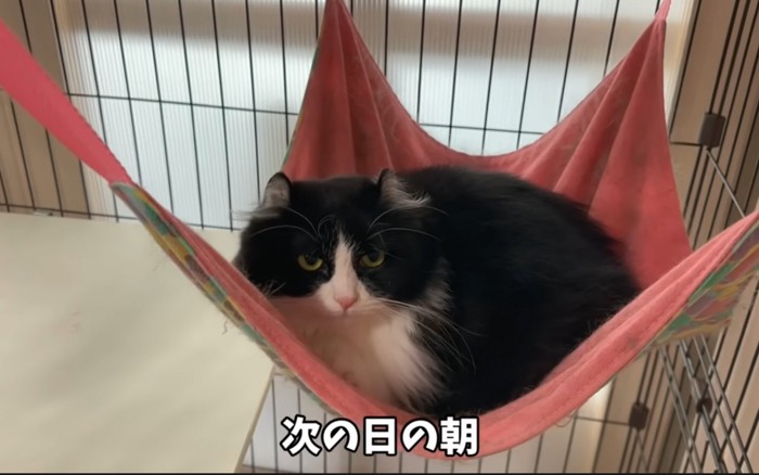 怯える猫