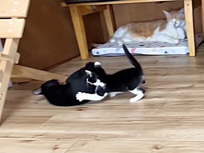 黒猫にじゃれて倒す子猫