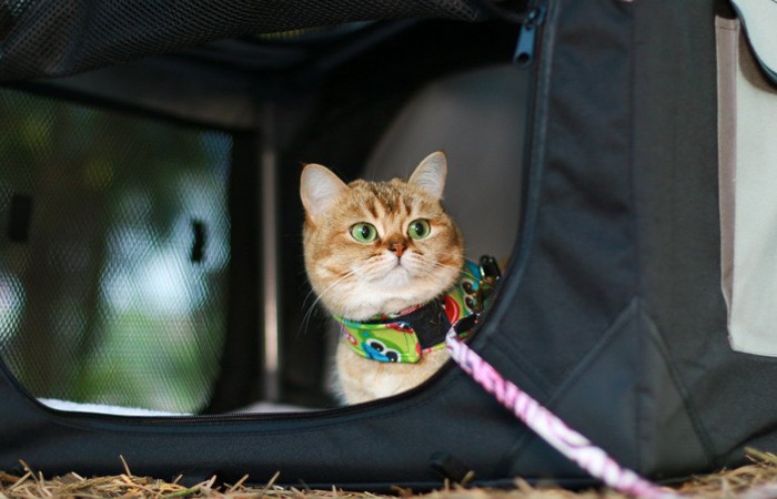 キャリーバッグ内のハーネスを着けた猫