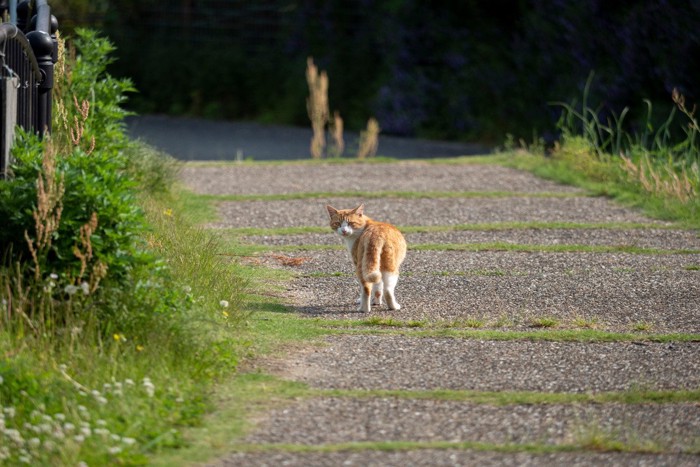 こちらを振り向く野良猫