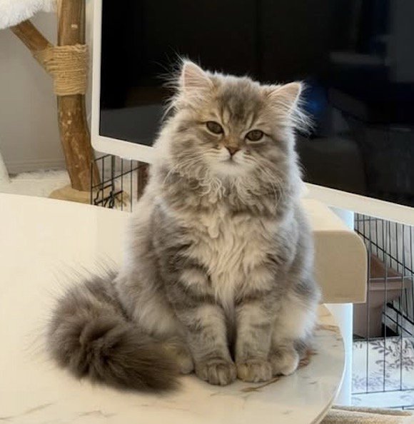 テーブルに座る長毛のキジトラ模様の猫