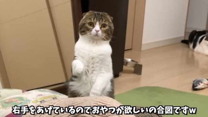 片手をあげる猫