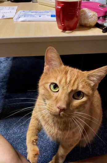 座って鳴いている猫