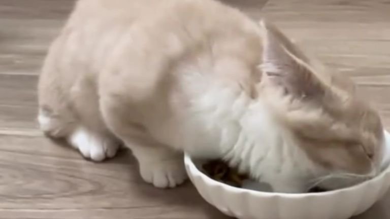 ご飯を食べている猫