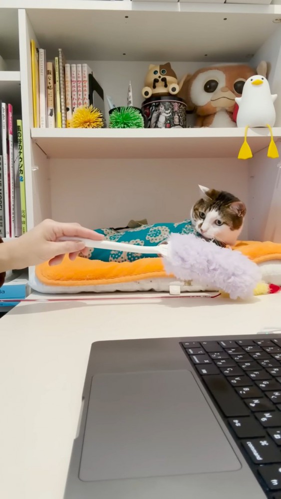 ママにハンディモップで遊んでもらうキジ白猫