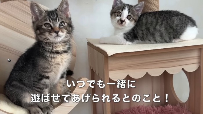 キャットタワーに乗る2匹の子猫
