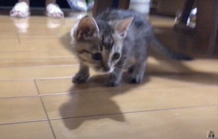 アップで映るきららちゃん