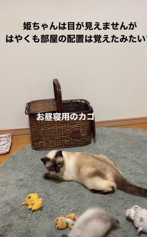 驚く子猫