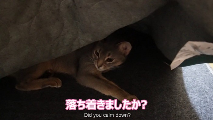 ラグの下にいる猫