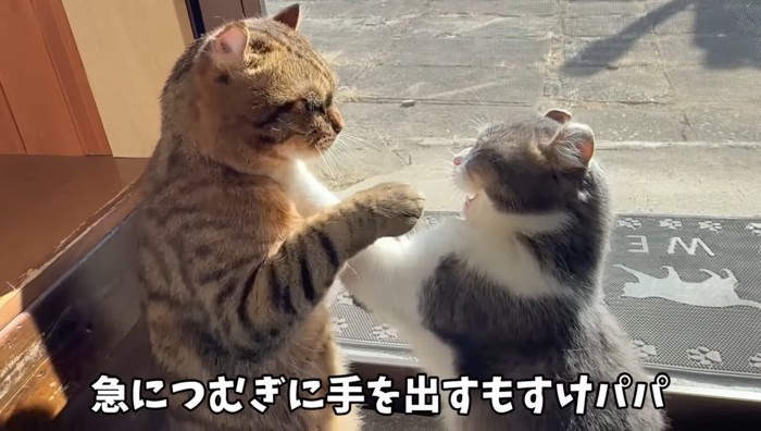 手を出す猫