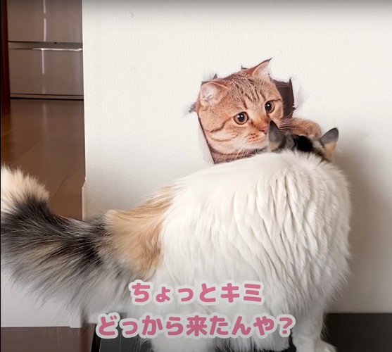 壁の絵の匂いを嗅ぐ猫