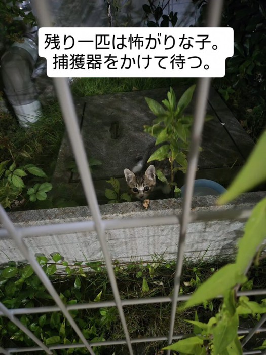 見上げる子猫