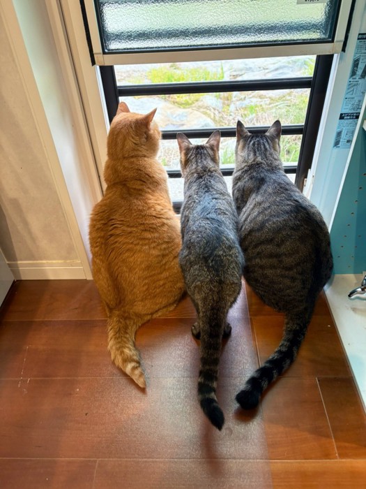 3匹並んで外を眺めている様子