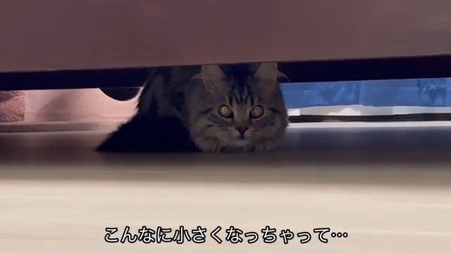 ベッドの下の猫