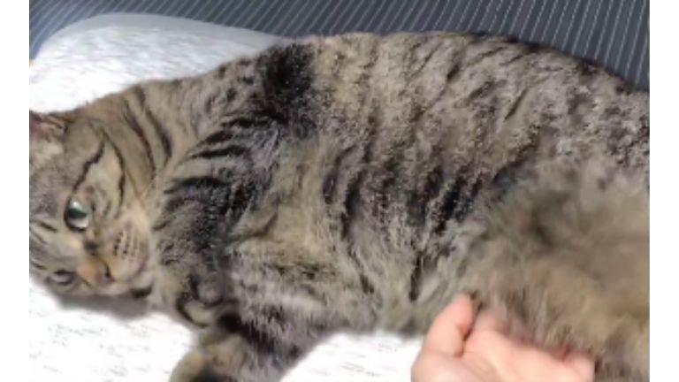寝ている猫